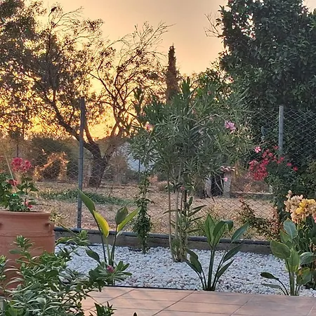 La Bouganvillia A Eretrie, Ile D'eubee, Grece